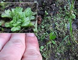 Attēlu rezultāti vaicājumam “Riccia rhenana”