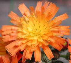 Image result for Hieracium aurantiacum