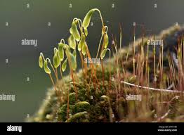 Attēlu rezultāti vaicājumam “Bryum pallens sporophyte”