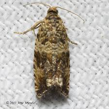 Attēlu rezultāti vaicājumam “Celypha siderana”