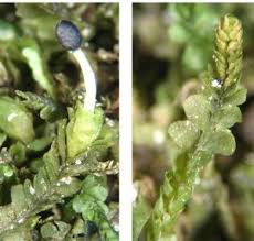 Attēlu rezultāti vaicājumam “Jungermannia subulata”