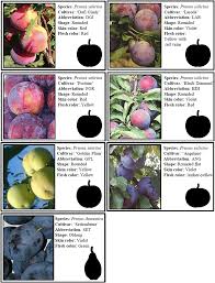 Attēlu rezultāti vaicājumam “Prunus domestica subsp. insitita fruit”