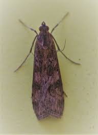 Attēlu rezultāti vaicājumam “Nomophila noctuella”