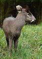 Deer - Wikipedia, the free encyclopedia