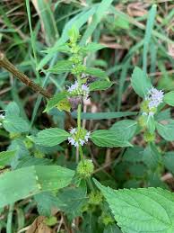 Attēlu rezultāti vaicājumam “Mentha arvensis bud”