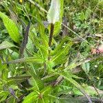 Attēlu rezultāti vaicājumam “Cirsium heterophyllum leaf”