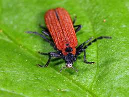 Attēlu rezultāti vaicājumam “Pyrochroidae”