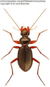 Attēlu rezultāti vaicājumam “Leistus ferrugineus”