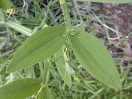 Attēlu rezultāti vaicājumam “Lathyrus latifolius leaf”