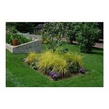 Attēlu rezultāti vaicājumam “Carex elata”