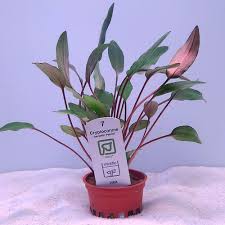 Attēlu rezultāti vaicājumam “Cryptocala chardinyi”