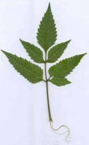 Attēlu rezultāti vaicājumam “Bidens frondosa leaf”