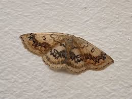 Attēlu rezultāti vaicājumam “Cyclophora annularia”