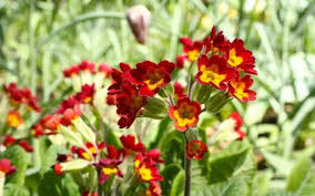 Attēlu rezultāti vaicājumam “Primula veris fruit”