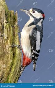 Attēlu rezultāti vaicājumam “Dendrocopos major”