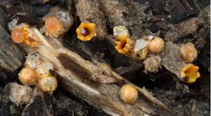 Attēlu rezultāti vaicājumam “Sphaerobolus stellatus”