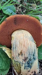 Attēlu rezultāti vaicājumam “Boletus luridus”