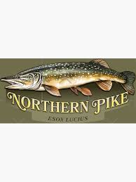 Attēlu rezultāti vaicājumam “Esox lucius”