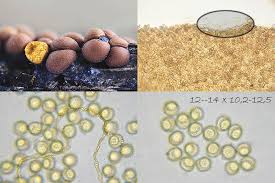 Attēlu rezultāti vaicājumam “Perichaena corticalis”