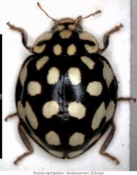 Attēlu rezultāti vaicājumam “Sospita vigintiguttata”