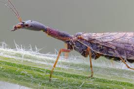 Attēlu rezultāti vaicājumam “Raphidioptera”