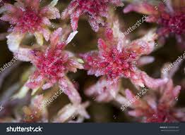 Attēlu rezultāti vaicājumam “Sphagnum capillifolium”