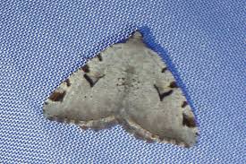 Attēlu rezultāti vaicājumam “Macaria wauaria”