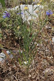 Attēlu rezultāti vaicājumam “Cyanus segetum flower”