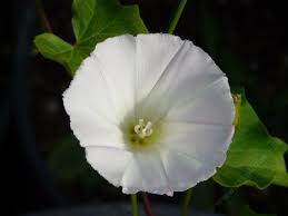 Attēlu rezultāti vaicājumam “Calystegia inflata leaf”