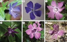 Attēlu rezultāti vaicājumam “Vinca minor flower”