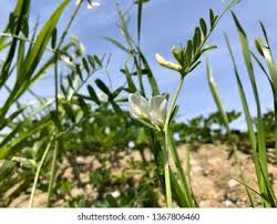 Attēlu rezultāti vaicājumam “Vicia angustifolia leaf”