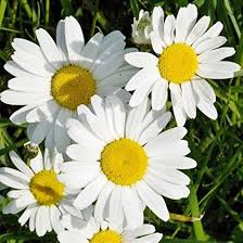 Image result for Chrysanthemum leucanthemum
