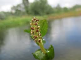 Attēlu rezultāti vaicājumam “Potamogeton perfoliatus flower”