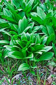 Attēlu rezultāti vaicājumam “Allium ursinum leaf”