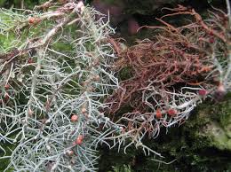 Attēlu rezultāti vaicājumam “Biatoropsis usnearum”