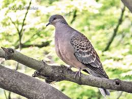 Image result for Streptopelia orientalis