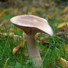 Attēlu rezultāti vaicājumam “Clitocybe nebularis”
