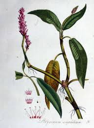 Attēlu rezultāti vaicājumam “Polygonum amphibium flower”