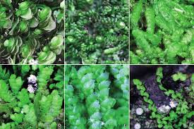 Attēlu rezultāti vaicājumam “Lejeunea cavifolia”