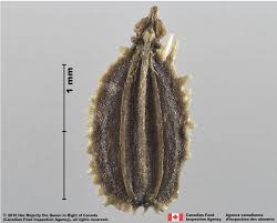 Attēlu rezultāti vaicājumam “Daucus carota subsp. carota”