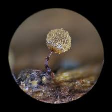 Attēlu rezultāti vaicājumam “Cribrariaceae”