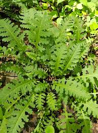 Attēlu rezultāti vaicājumam “Porella cordaeana”