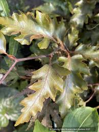 Attēlu rezultāti vaicājumam “Fagus sylvatica”
