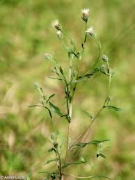 Attēlu rezultāti vaicājumam “Erigeron acris”