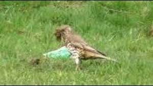 Attēlu rezultāti vaicājumam “Turdus viscivorus nest”