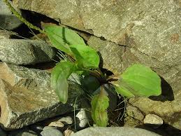 Attēlu rezultāti vaicājumam “Plantago major subsp. intermedia leaf”