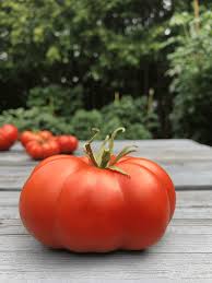 Afbeeldingsresultaat voor marmande jaune tomato