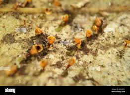 Attēlu rezultāti vaicājumam “Craterium minutum cf. var. brunneum macro”