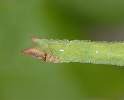 Attēlu rezultāti vaicājumam “Thalera fimbrialis”