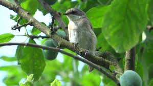 Attēlu rezultāti vaicājumam “Sylvia curruca”